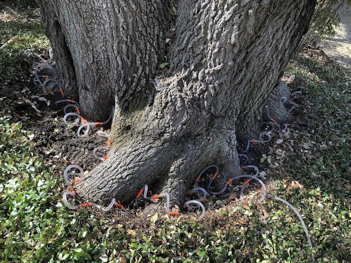 Detailed Tree Cabling and Bracing job site in Norene